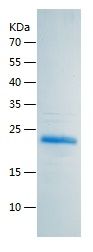    DPT / Recombinant Human DPT