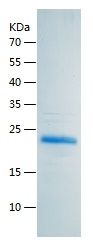    DPT / Recombinant Human DPT