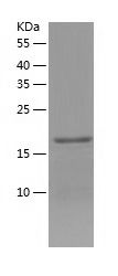 Recombinant Mouse Bax