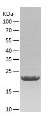    Bcl-XL / Recombinant Human Bcl-XL