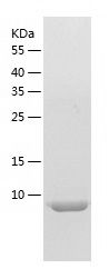 Recombinant Mouse Estrogen InduciblepS2