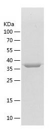    Cyclophilin 40 / Recombinant Human Cyclophilin 40