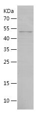    RbAp48 / Recombinant Human RbAp48