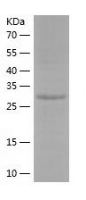    Syntaxin 4 / Recombinant Human Syntaxin 4