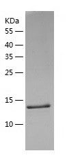    TAF10 / Recombinant Human TAF10