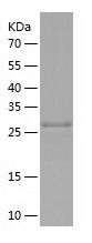    COASY / Recombinant Human COASY