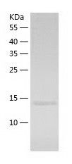    TRAF1 / Recombinant Human TRAF1