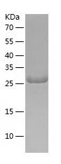    AMPK alpha 1 / Recombinant Human AMPK alpha 1