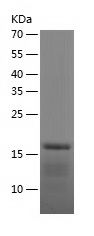    HP1 gamma / Recombinant Human HP1 gamma