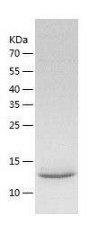    UBE2V1 / Recombinant Human UBE2V1