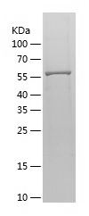    Mesothelin / Recombinant Human Mesothelin