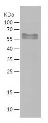    NeuroD1 / Recombinant Human NeuroD1