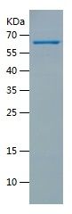    APPBP1 / Recombinant Human APPBP1