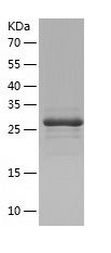    AUH / Recombinant Human AUH