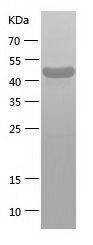    UAP56 / Recombinant Human UAP56