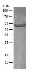    BLMH / Recombinant Human BLMH