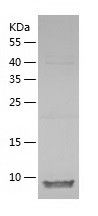    PDE6H / Recombinant Human PDE6H