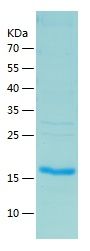    IL-16 / Recombinant Human IL-16