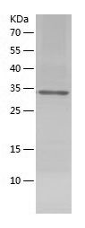    DAG1 / Recombinant Human DAG1