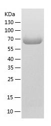    CRMP1 / Recombinant Human CRMP1