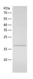    DS-1 / Recombinant Human DS-1