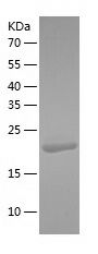    EBI3 / Recombinant Human EBI3