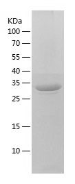    PSGL-1 / Recombinant Human PSGL-1