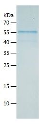    Beclin 1 / Recombinant Human Beclin 1