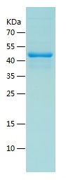    FGFBP1 / Recombinant Human FGFBP1