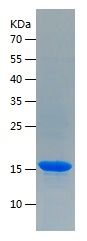    Interferon gamma / Recombinant Human Interferon gamma