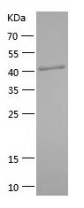    IRF3 / Recombinant Human IRF3