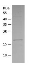    MESDC2 / Recombinant Human MESDC2