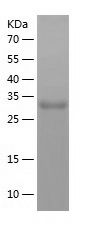    POU6F1 / Recombinant Human POU6F1