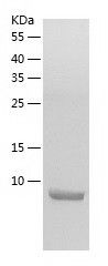 Recombinant Mouse EG VEGF