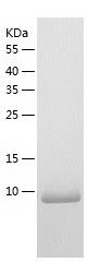    KIAA0101 / Recombinant Human KIAA0101