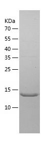    WTAP / Recombinant Human WTAP