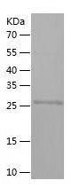    MRGX / Recombinant Human MRGX