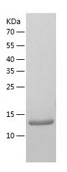    PEA15 / Recombinant Human PEA15