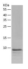    Elongin-C / Recombinant Human Elongin-C