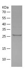    SURF2 / Recombinant Human SURF2