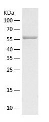    ELF2 / Recombinant Human ELF2