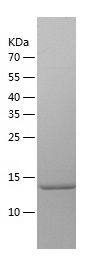    MMS2 / Recombinant Human MMS2