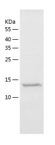    beta Synuclein / Recombinant Human beta Synuclein