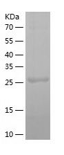    HLF / Recombinant Human HLF