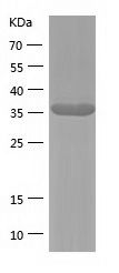    Cdc37 / Recombinant Human Cdc37