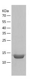    IL-17A / Recombinant Human IL-17A