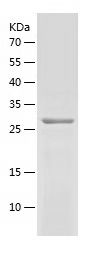    LY6E / Recombinant Human LY6E