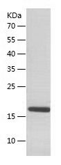    Frataxin / Recombinant Human Frataxin