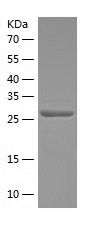    Syntaxin 1a / Recombinant Human Syntaxin 1a