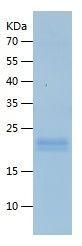    CLPP / Recombinant Human CLPP